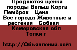 Продаются щенки породы Вельш Корги Пемброк › Цена ­ 40 000 - Все города Животные и растения » Собаки   . Кемеровская обл.,Топки г.